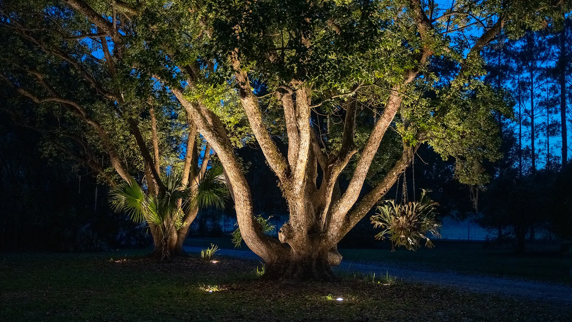 5 Trees That Look The Best In Outdoor Lighting
