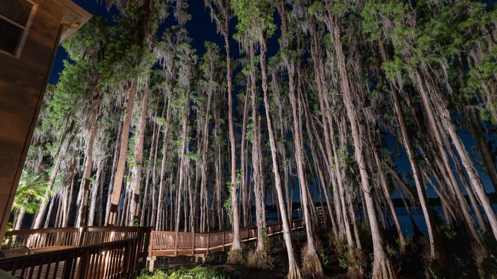 Dusk To Dawn Outdoor Lights